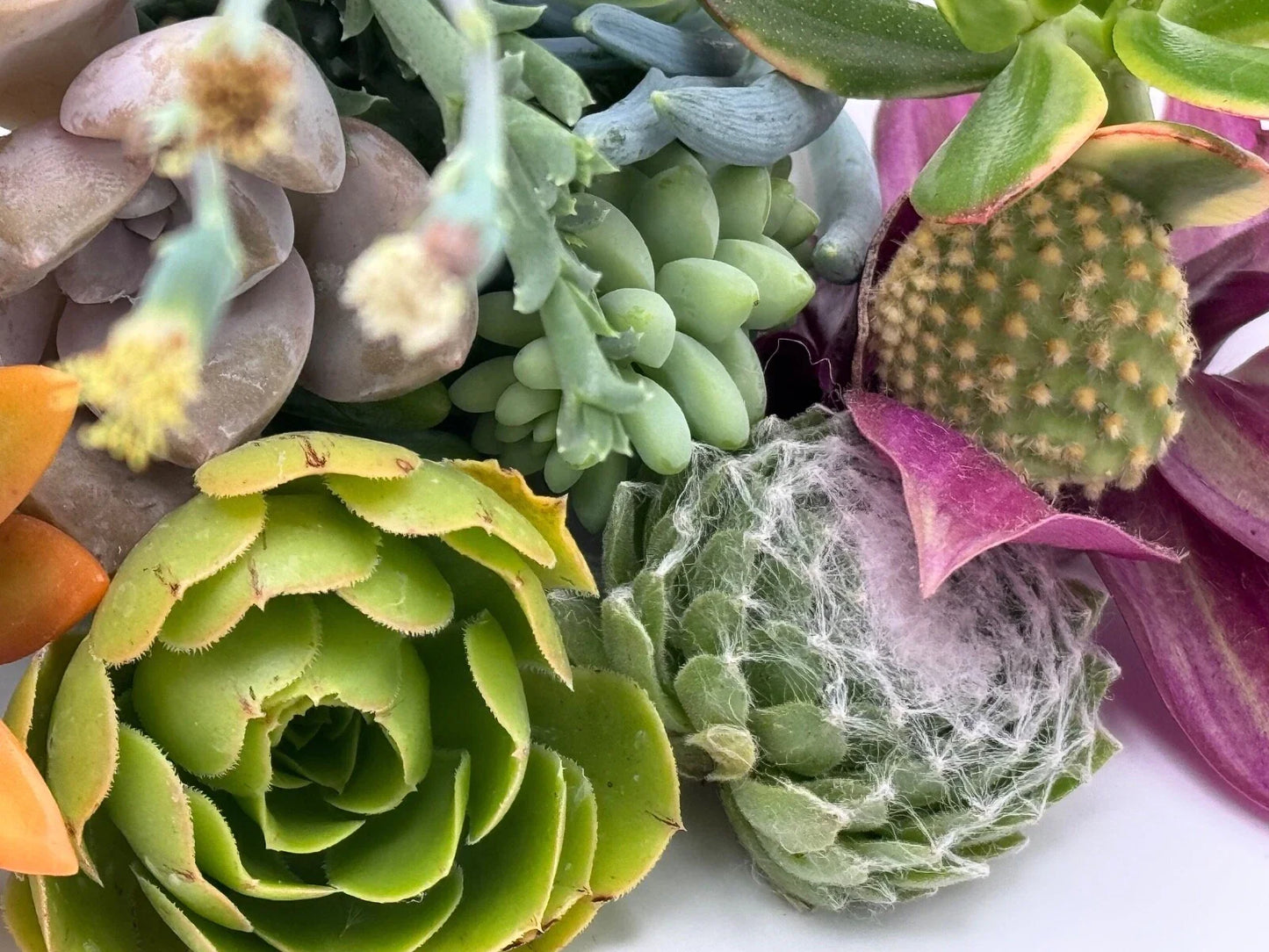 Assorted Succulent Cuttings - 15 Unique Varieties for DIY Arrangements, Indoor & Outdoor, Not Rooted