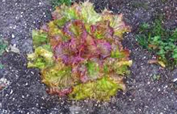 Lettuce Seed - 1000 Heirloom Prizehead Leaf Lettuce Seeds - Non-GMO Organic