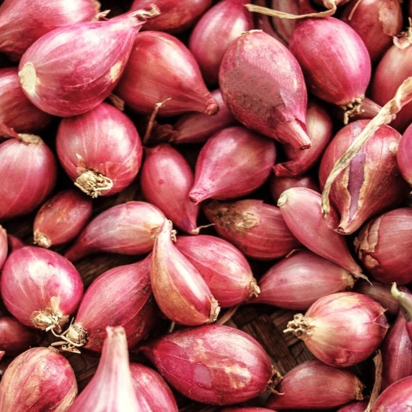 Nero Shallot Bulbs, Allium ascalonicum, Gourmet Culinary Onion Sets, Fast Shipping, Garden & Kitchen Use