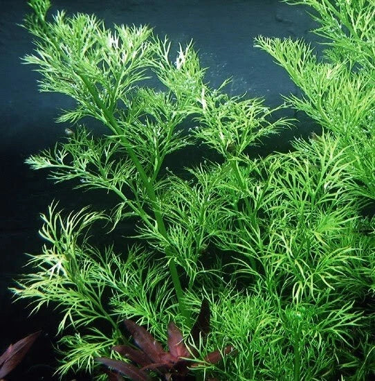 Water Sprite Live Aquarium Plant - Easy Water Fern (Ceratopteris thalictroides) for Ponds & Aquariums