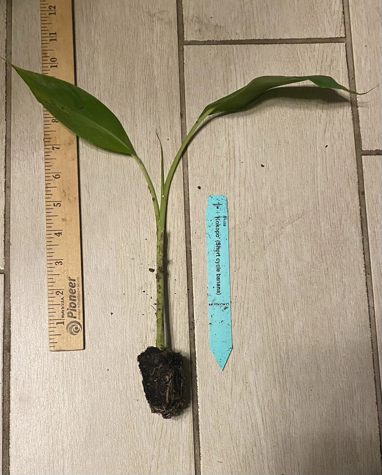 Kokopo "Patupi" Banana Plant Plug – Musa acuminata – Edible Short Cycle Fruit – 3-6 Inch Container Plant