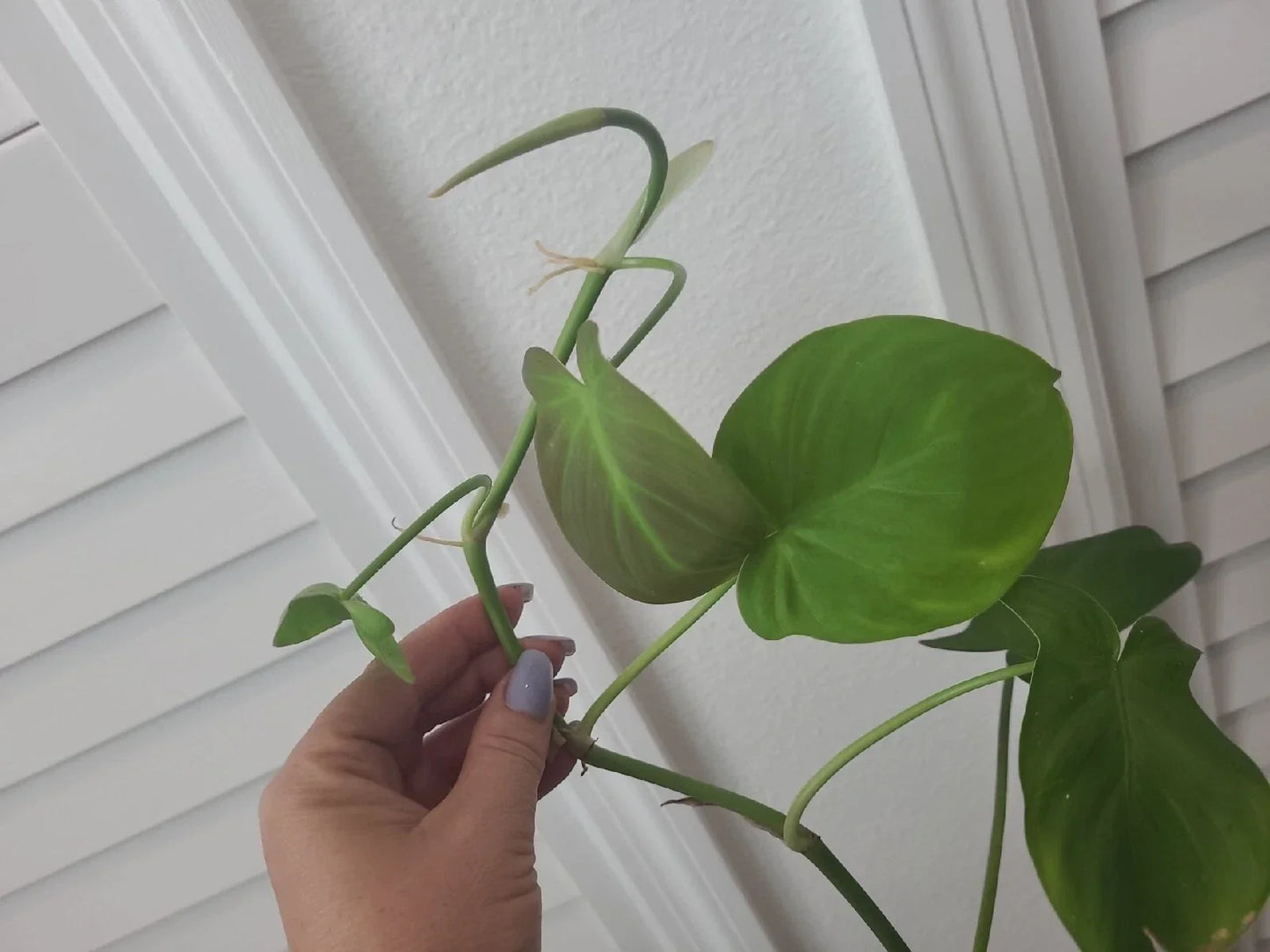 Philodendron Camposportoanum Cutting - Rare Unrooted Tropical Indoor Plant with Variegated Heart-Shaped Leaves