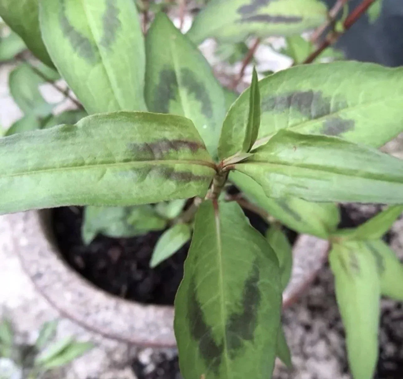 Live Vietnamese Coriander Plants 4"-5" Rau Ram Rooted in Soil, Fresh Culinary Herb for Cooking, Persicaria odorata