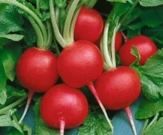 Fresh Radish Seeds - Champion Variety, Raphanus sativus, 50 Count, Fast-Growing, Non-GMO, Suitable for Indoor & Outdoor Gardens