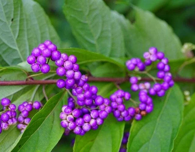 American Beauty Berry Seeds - Callicarpa Americana Non-GMO Seeds for Planting, Berry Bush, Wildlife Attractant