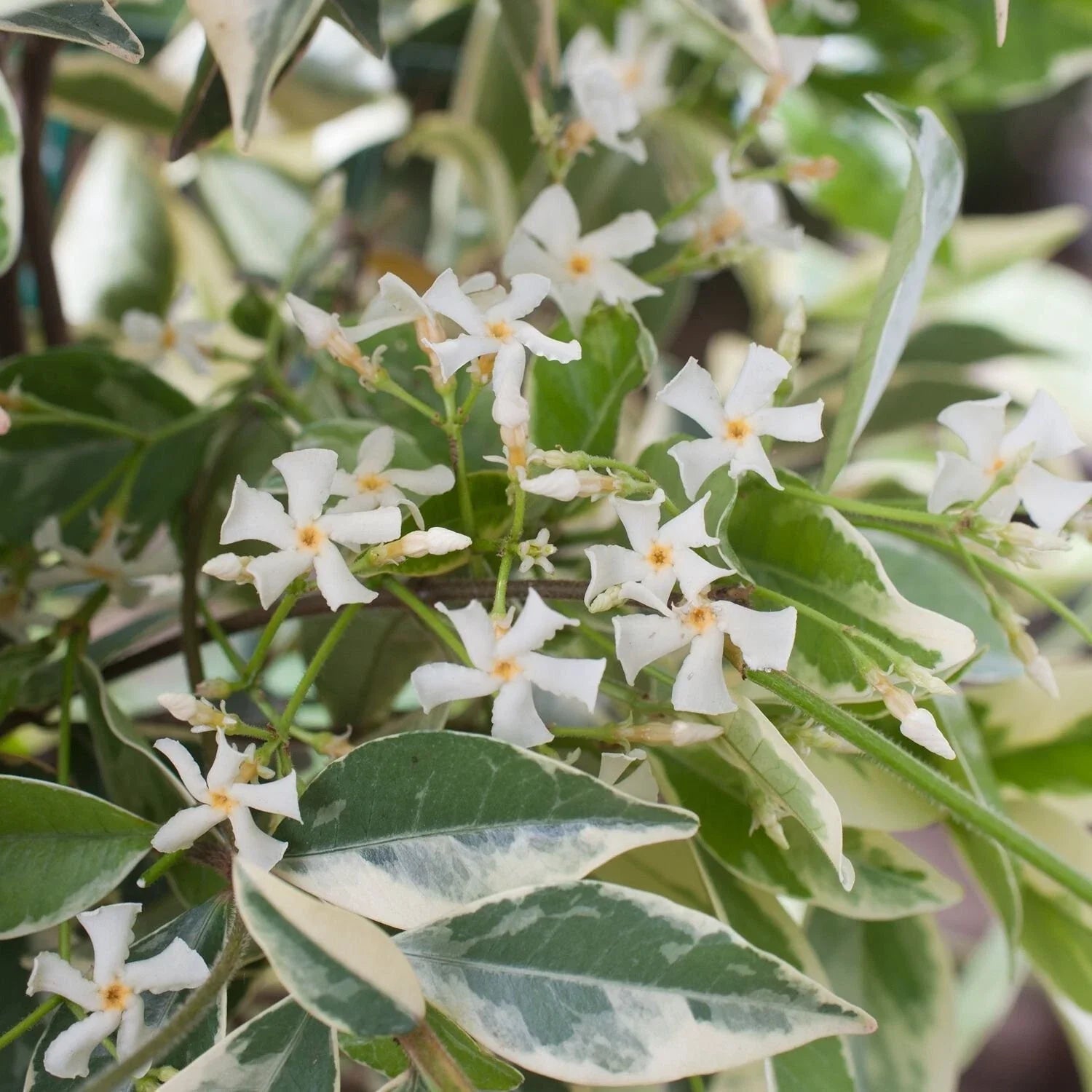 Variegated Confederate Jasmine Starter Plant - Trachelospermum jasminoides - Climbing Vine in 4-Inch Pot, Fragrant, Indoor/Outdoor