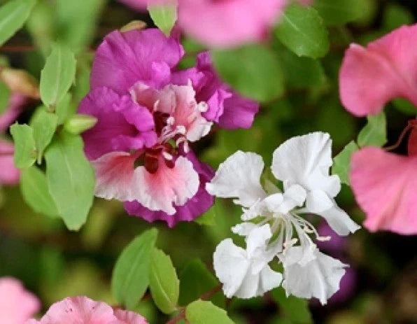 Clarkia Flower Seeds - 100 Fresh Pink Lavender White Annual Seeds for Garden Borders & Cut Flowers