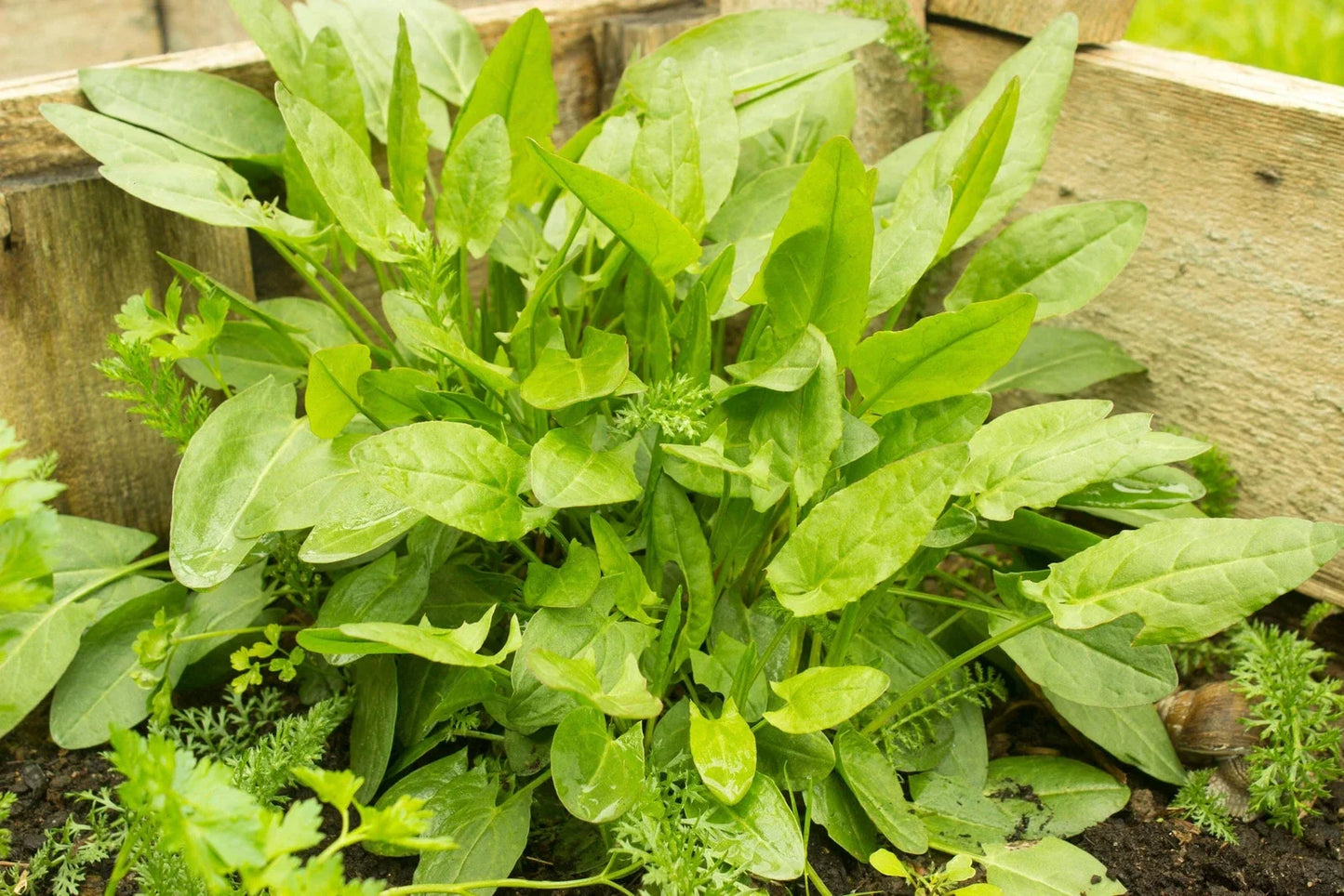 Sorrel Herb Seeds - Large Leaf Variety, Rumex acetosa, Gardening Gift, Non-GMO, Includes Tracking