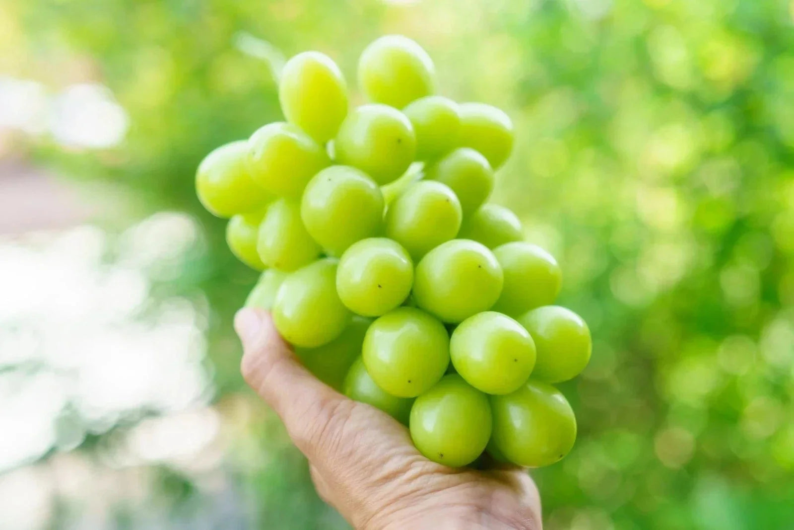 Organic Shine Muscat Grape Cuttings - 5 Rooting Grafting Vitis vinifera, Rare Deciduous Vine for Home Garden, Vineyard, Patio