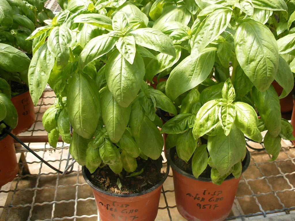 Organic Basil Seeds Super Sweet Ashalim - 100 Non-GMO Seeds Ocimum basilicum