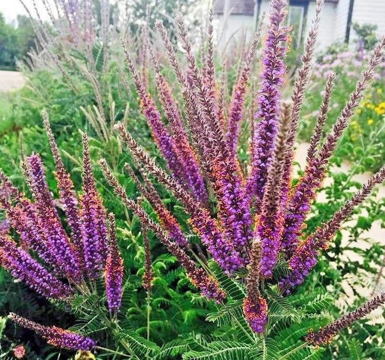 Lead Plant Seeds - Native Wildflower for Poor Soils, Drought Tolerant, Pollinator Friendly, Amorpha canescens, 100+ Seeds