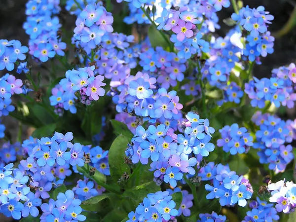 Forget-Me-Not Seeds 305 Count - Chinese Blue Flower Myosotis sylvatica