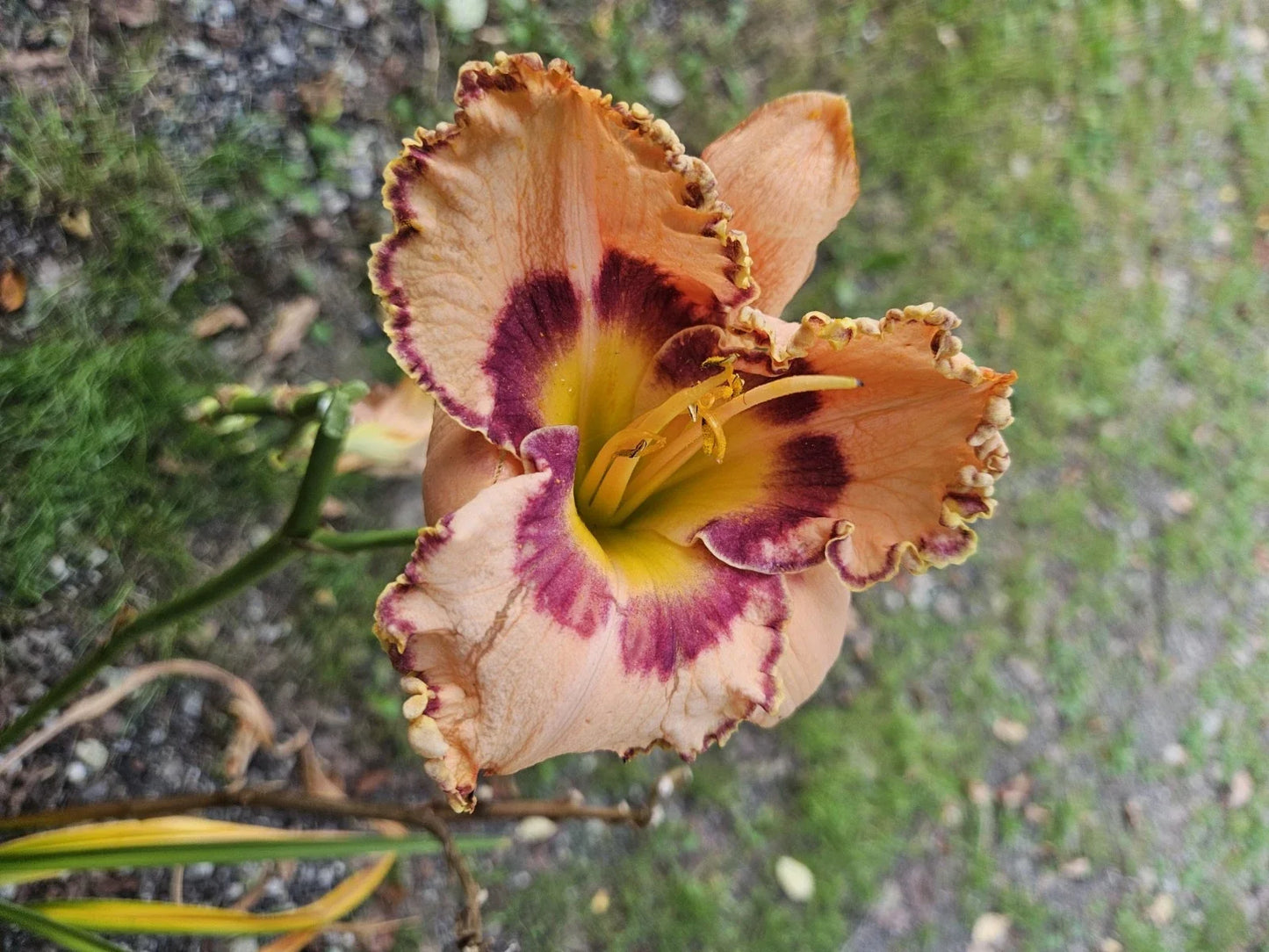 Daylily Plant - Rainbow Rythm (King of Ages) - Multi-colored Flowers - Hemerocallis 'Rainbow Rythm' Bare Root