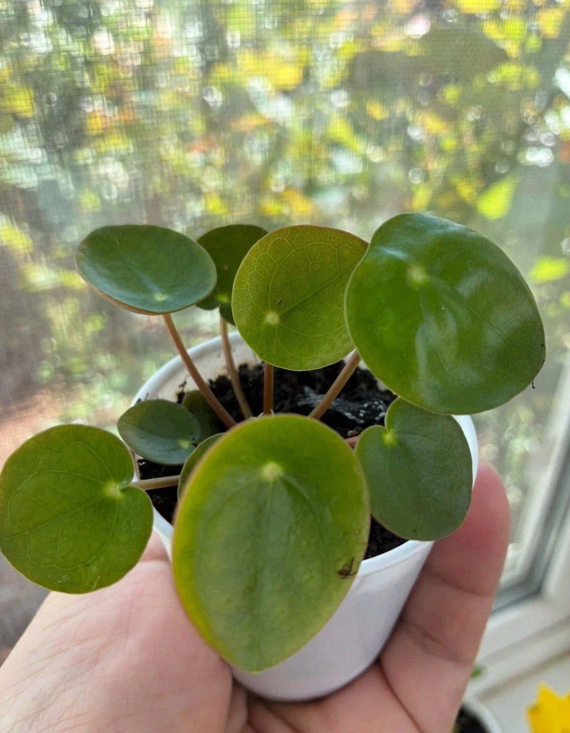Live Chinese Money Plant Pilea peperomioides - 2" Pot Indoor House Plant