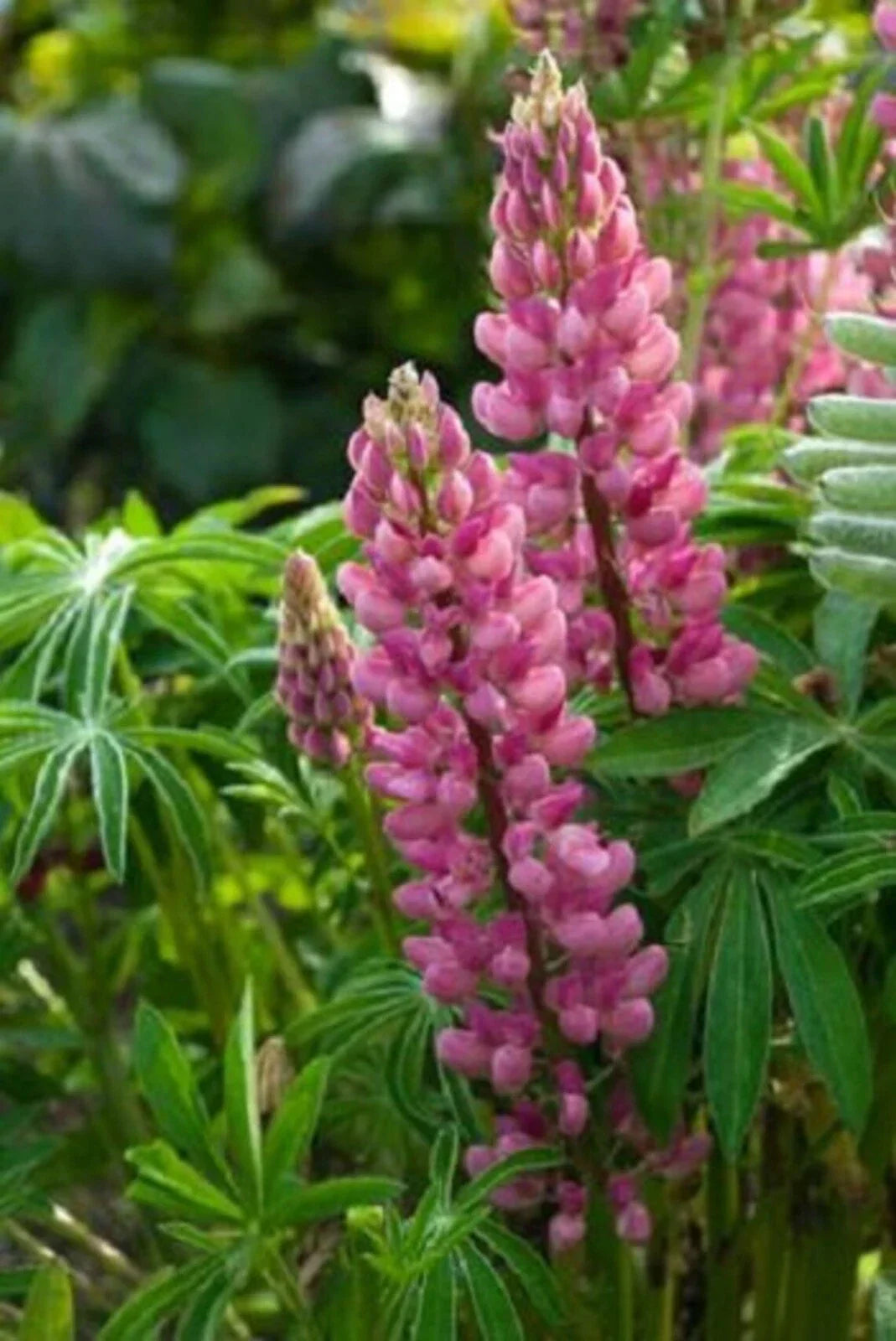 Popsicle Pink Lupine Seeds - 25 Perennial Lupinus polyphyllus Flower Seeds USA