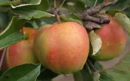 Shizuka Apple Seeds - 25+ Count, Malus domestica, Fruit Tree for Home Garden, Non-GMO, Easy to Grow, USA