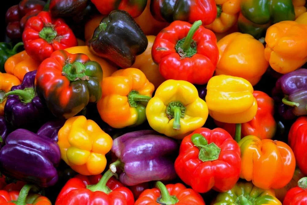 Rainbow Sweet Bell Pepper Seeds - Colorful Mix, Capsicum annuum, 50 Seeds for Garden, Container, and Edible Landscaping