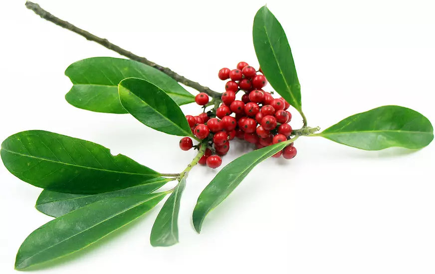 Yerba Mate Live Starter Plant 4-6 Inches Ilex paraguariensis Pesticide-Free Tea Plant for Garden or Indoor