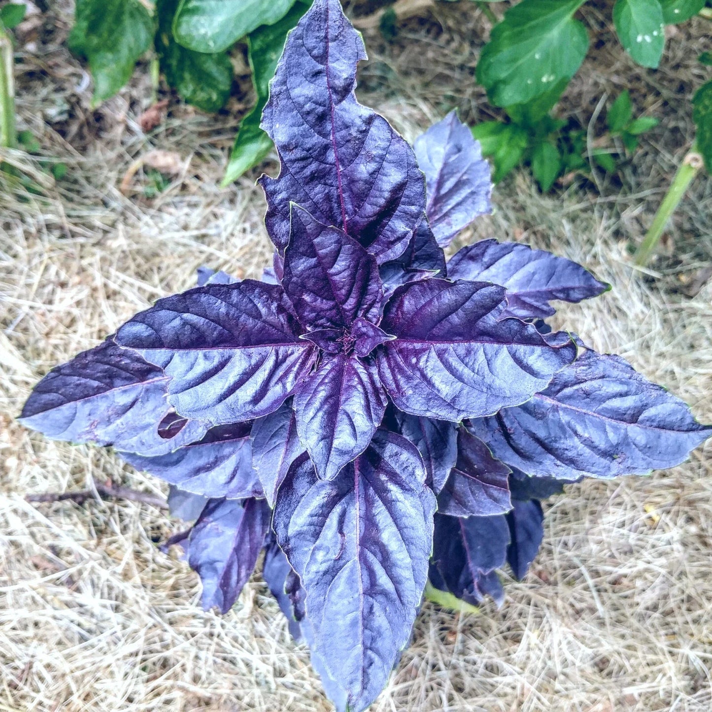 Purple Dark Opal Basil Seeds - Heirloom Culinary Herb - Compact Plant for Gardens & Containers - Ocimum basilicum Dark Opal - 50+ Seeds