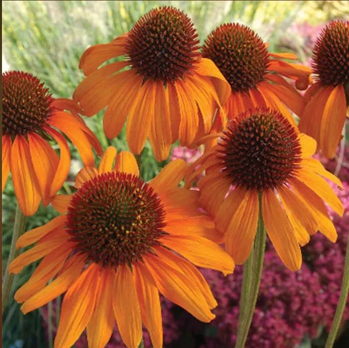 Bright Orange Coneflower Seeds - 50 Perennial Echinacea Purpurea Seeds - US Seller