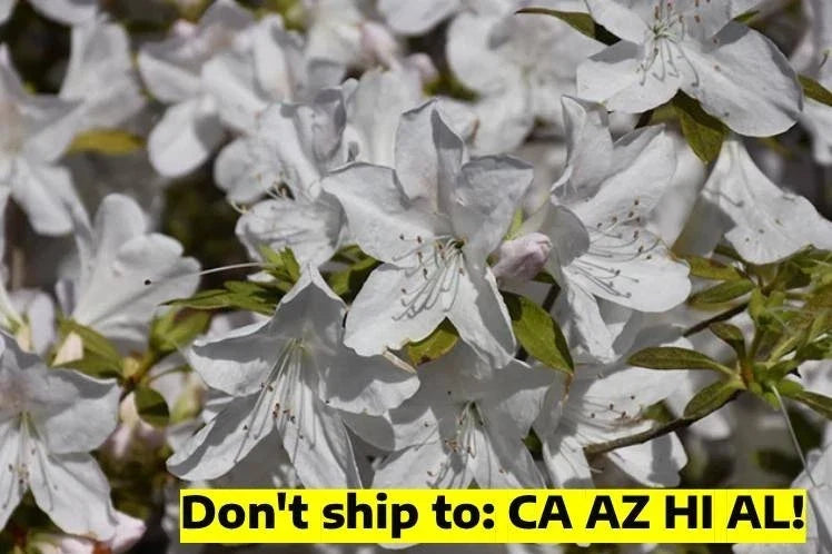 Gerbing Azalea Shrub 1-Gallon Pot Pink Flowers Rhododendron x 'Gerbing' Outdoor Garden Plant