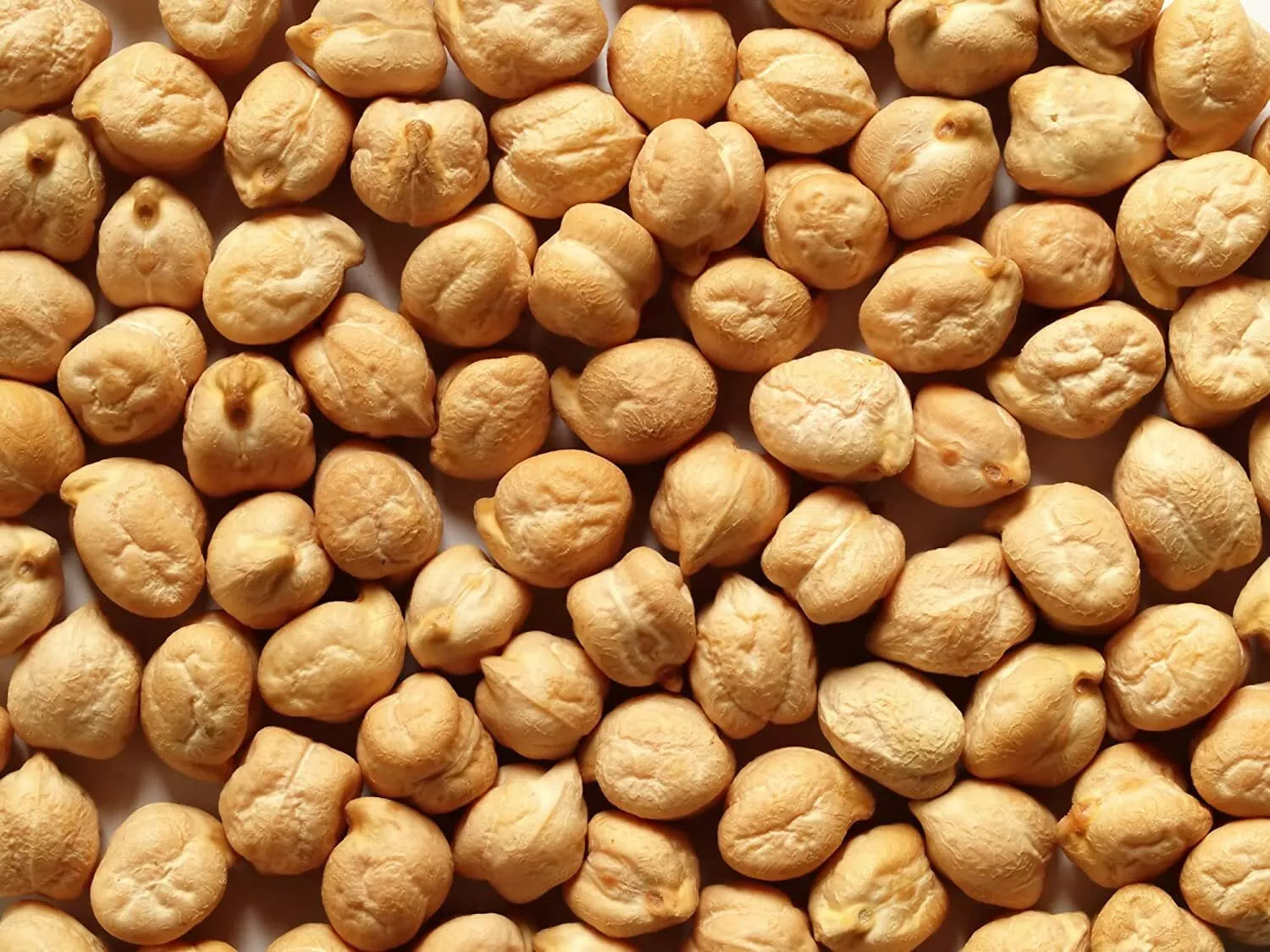 Organic Garbanzo Bean Seeds - 200 Count, Cicer arietinum, Edible Chickpeas for Gardening and Cooking