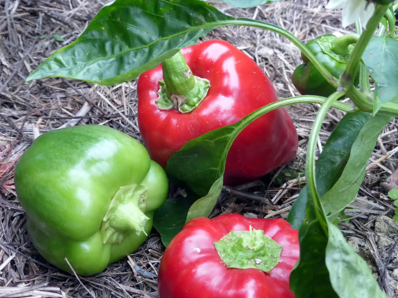 Keystone Sweet Giant Pepper Seeds - Resistant Capsicum annuum - Set of 50 for Home Garden, Salad, Salsa, and Grilling