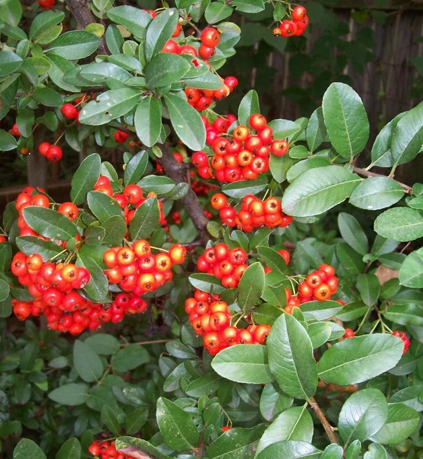 Victory Pyracantha Seeds – Climbing Firethorn Bush, 30+ Seeds, Pyracantha coccinea, Drought-Tolerant Outdoor Garden Plant
