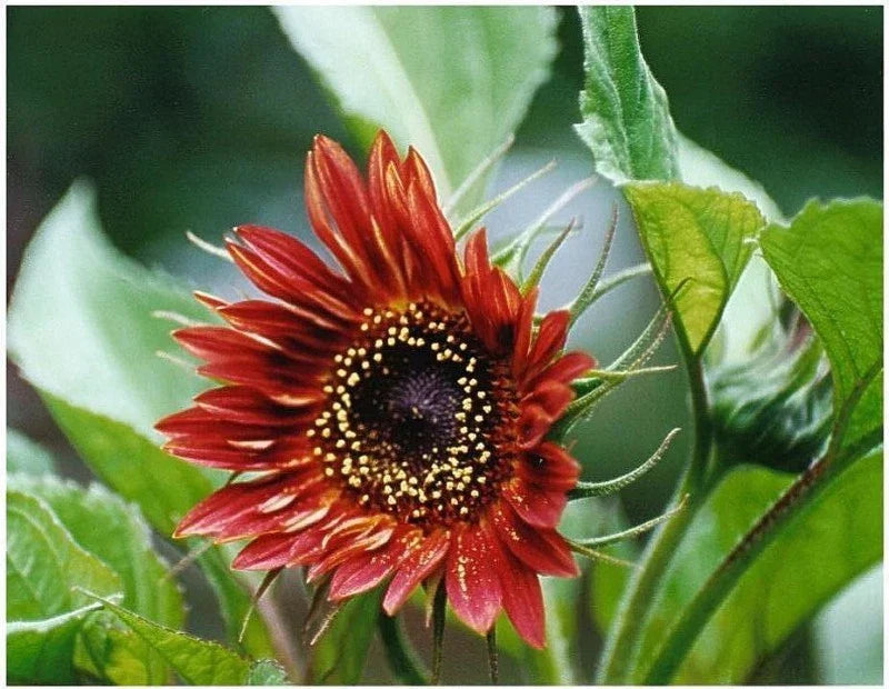 Sunflower Seeds Velvet Queen Red - 30 Seeds - Helianthus annuus - Deep Red Blooms