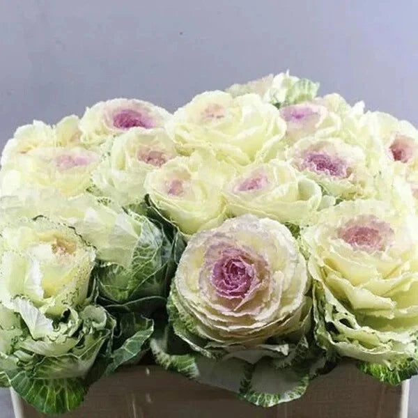 Condor White Ornamental Kale Seeds - Organic Brassica oleracea, 10 Pack, Cold Tolerant, Garden & Container Planting