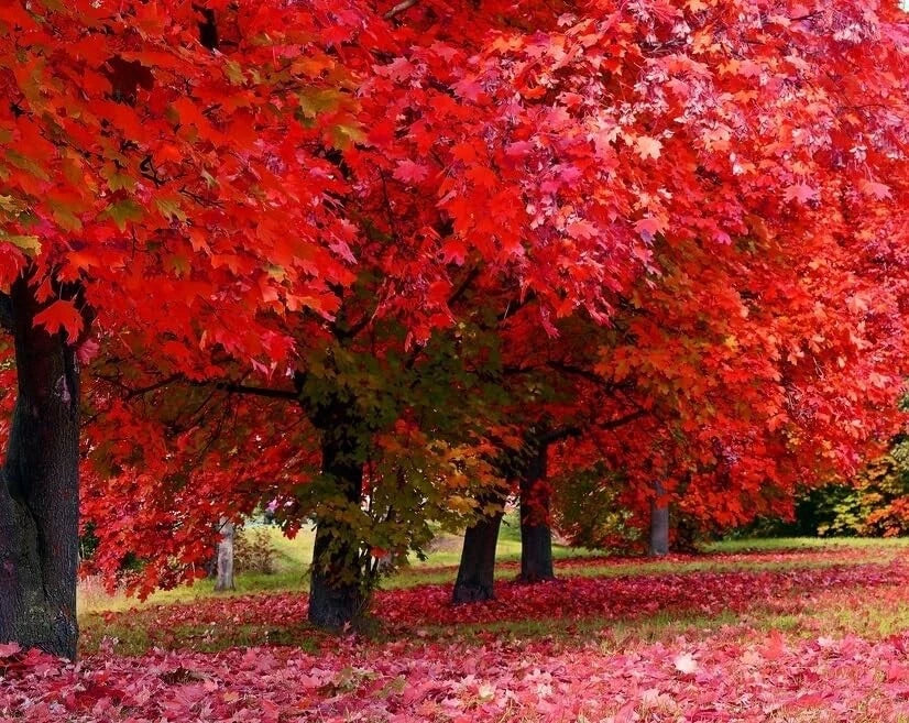 Red Maple Tree Seedlings - Live Acer rubrum for Landscaping, Shade & Fall Foliage