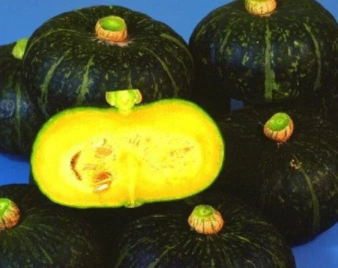 Black Kurinishiki Squash Seeds - 10 Edible Cucurbita pepo for Planting, Rare Vining Vegetable Seed Pack