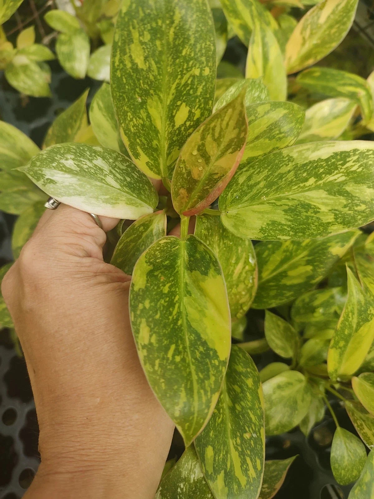 Philodendron Green Congo Variegated Plant Plug – Well Rooted Houseplant, Tropical Foliage, Indoor Plant, Philodendron 'Green Congo'