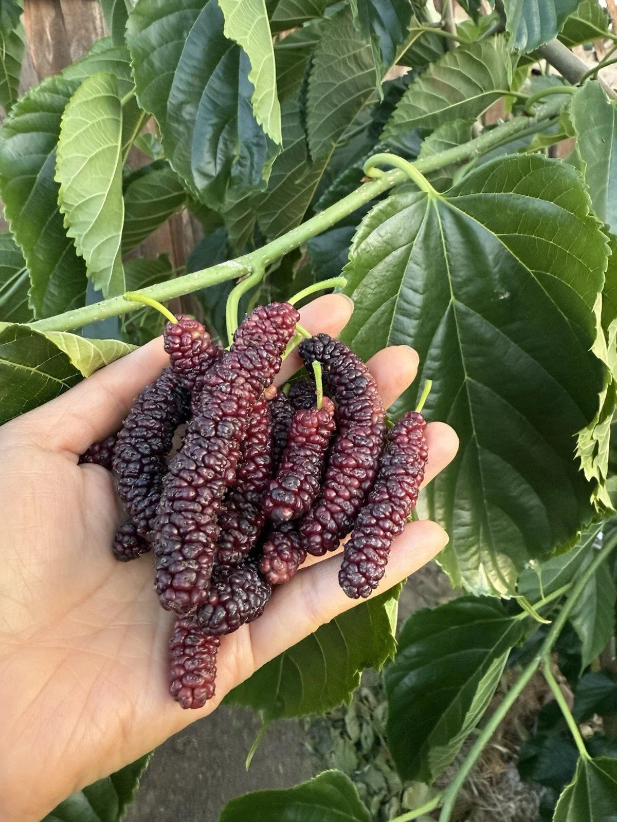 Pakistan Mulberry Cuttings - Organic Fresh 6-Inch Morus alba Var. multicaulis for Rooting & Grafting