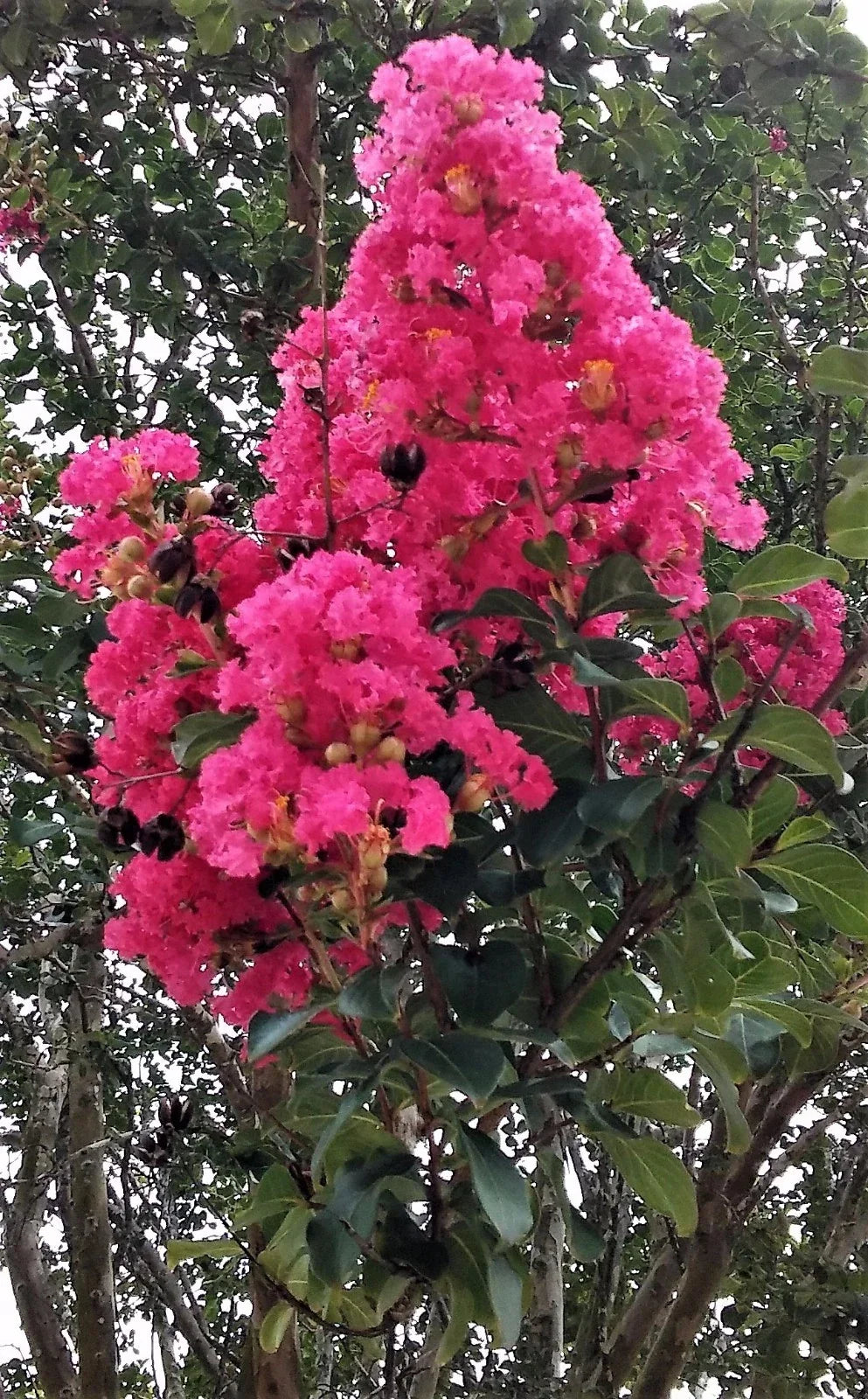 Hot Pink Crepe Myrtle Trees - 2 Live Rooted Cuttings Lagerstroemia indica for Garden Landscaping