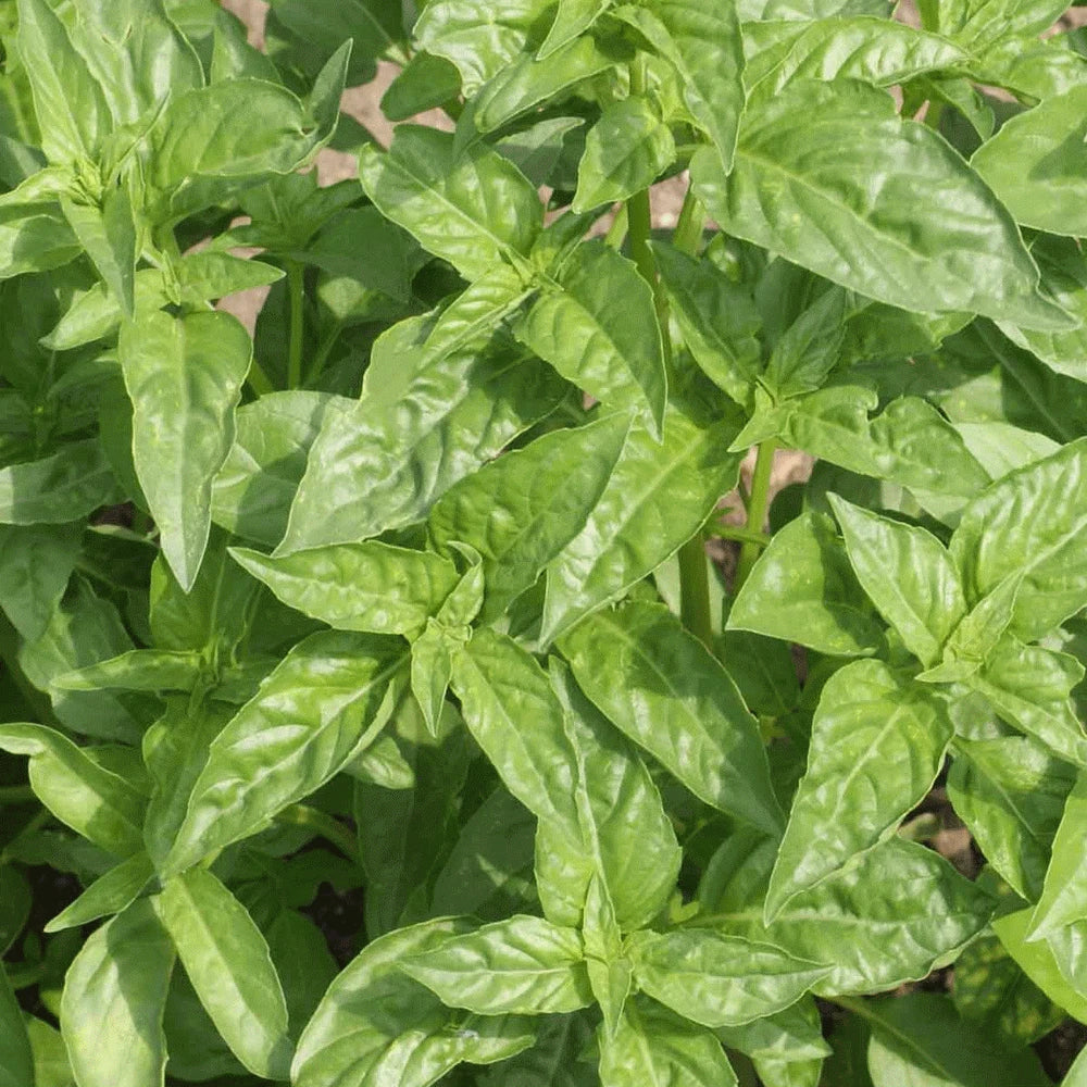 Basil Seeds 100 Count - Sweet Large Leaf - Ocimum basilicum - Annual Herb for Garden, Culinary, Green Foliage