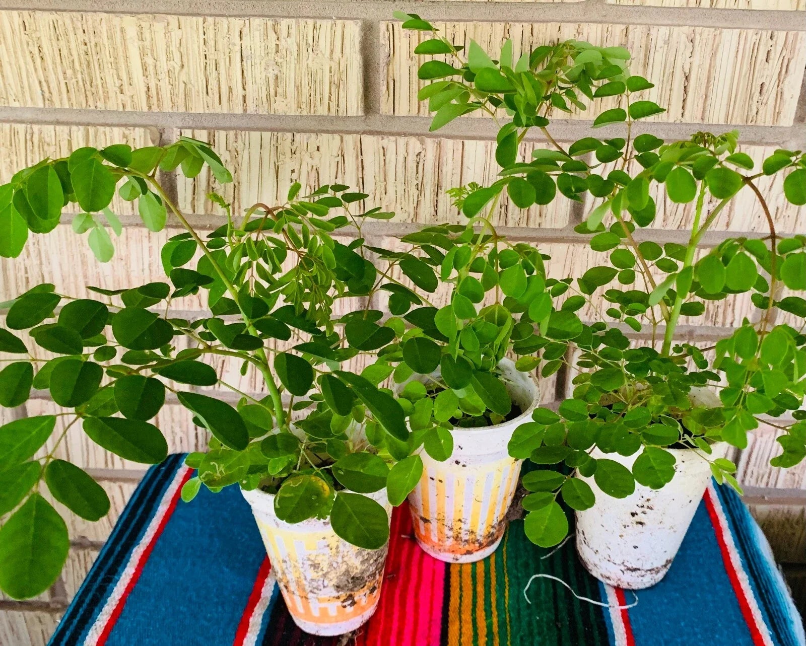 Moringa Oleifera Plant – 12-Inch Edible Leaves Tree – Nutrient-Rich Superfood – Potted Indoor/Outdoor Plant