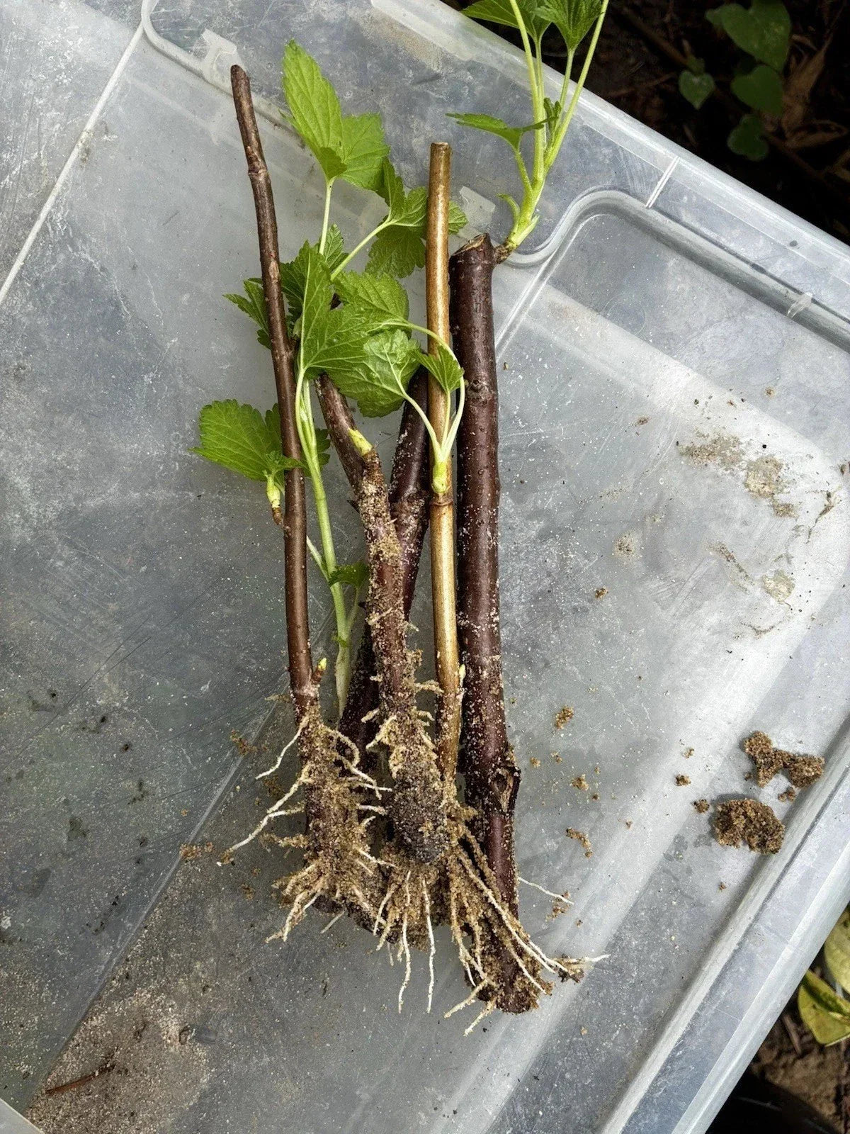 Black Currant Rooted Cuttings 3 Pc Ben Sarek - Compact, Cold Hardy, High Yield Ribes nigrum