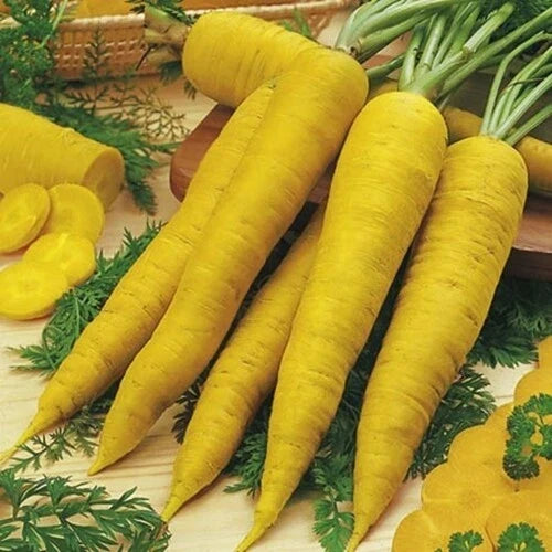 Solar Yellow Carrot Seeds - Heirloom Daucus carota, Colorful & Rare, Pack of 100-2000 Seeds for Garden, Salad, and Cooking