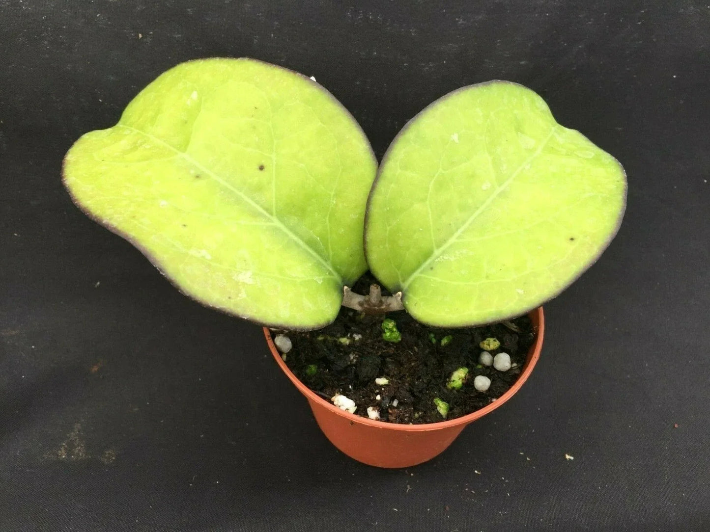 Rare Hoya vitellina Rooted Plant in 3" Pot, Climbing Vine, Glossy Green Foliage, Indoor Houseplant