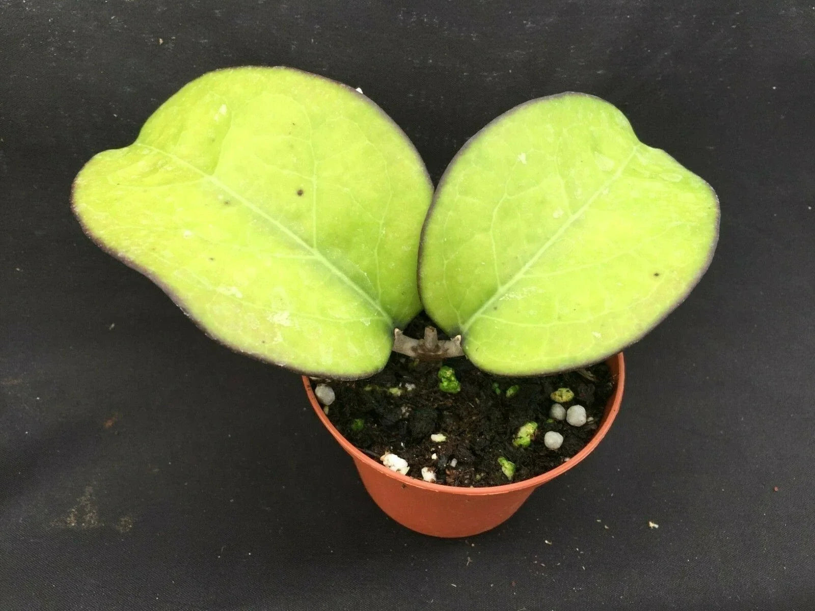 Rare Hoya vitellina Rooted Plant in 3" Pot, Climbing Vine, Glossy Green Foliage, Indoor Houseplant