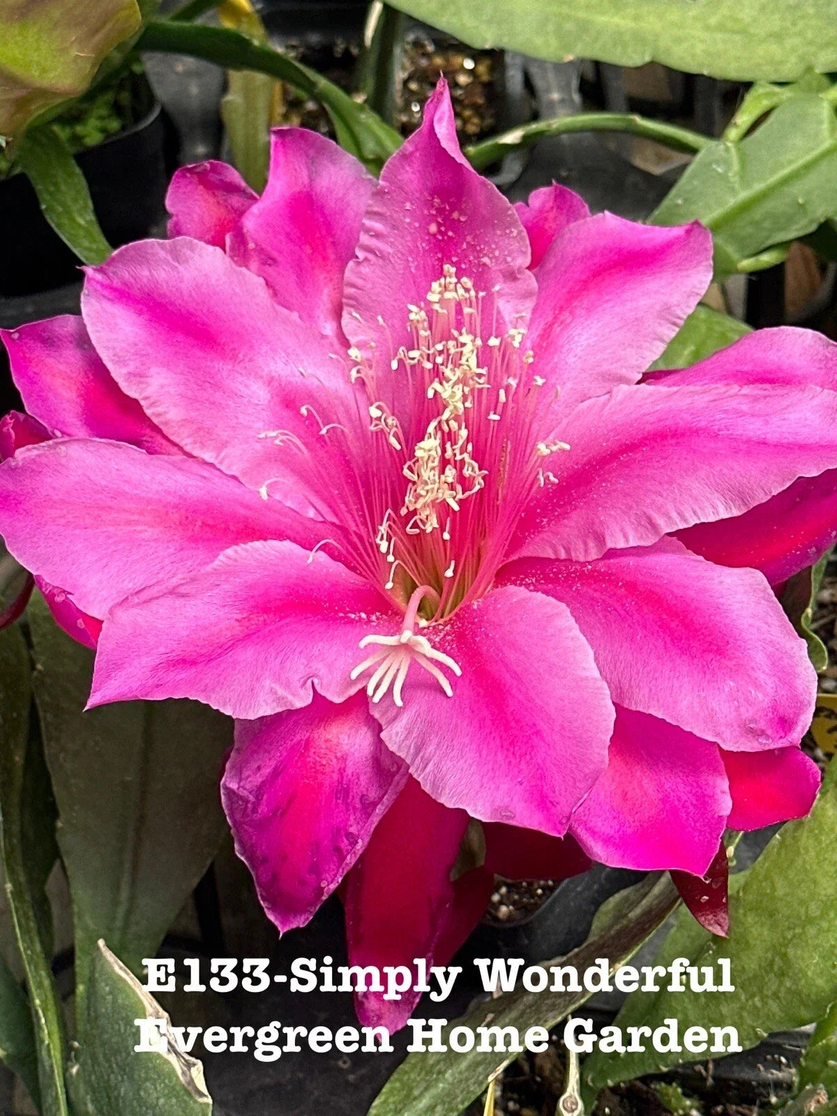 Epiphyllum Orchid Cactus Plant - 4" Starter Pot - "Simply Wonderful" Variety - Rooted Epiphyllum spp. Indoor or Outdoor