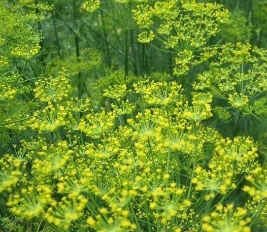 Bouquet Dill Seeds 500+ | Anethum graveolens Herb for Pickling & Butterflies