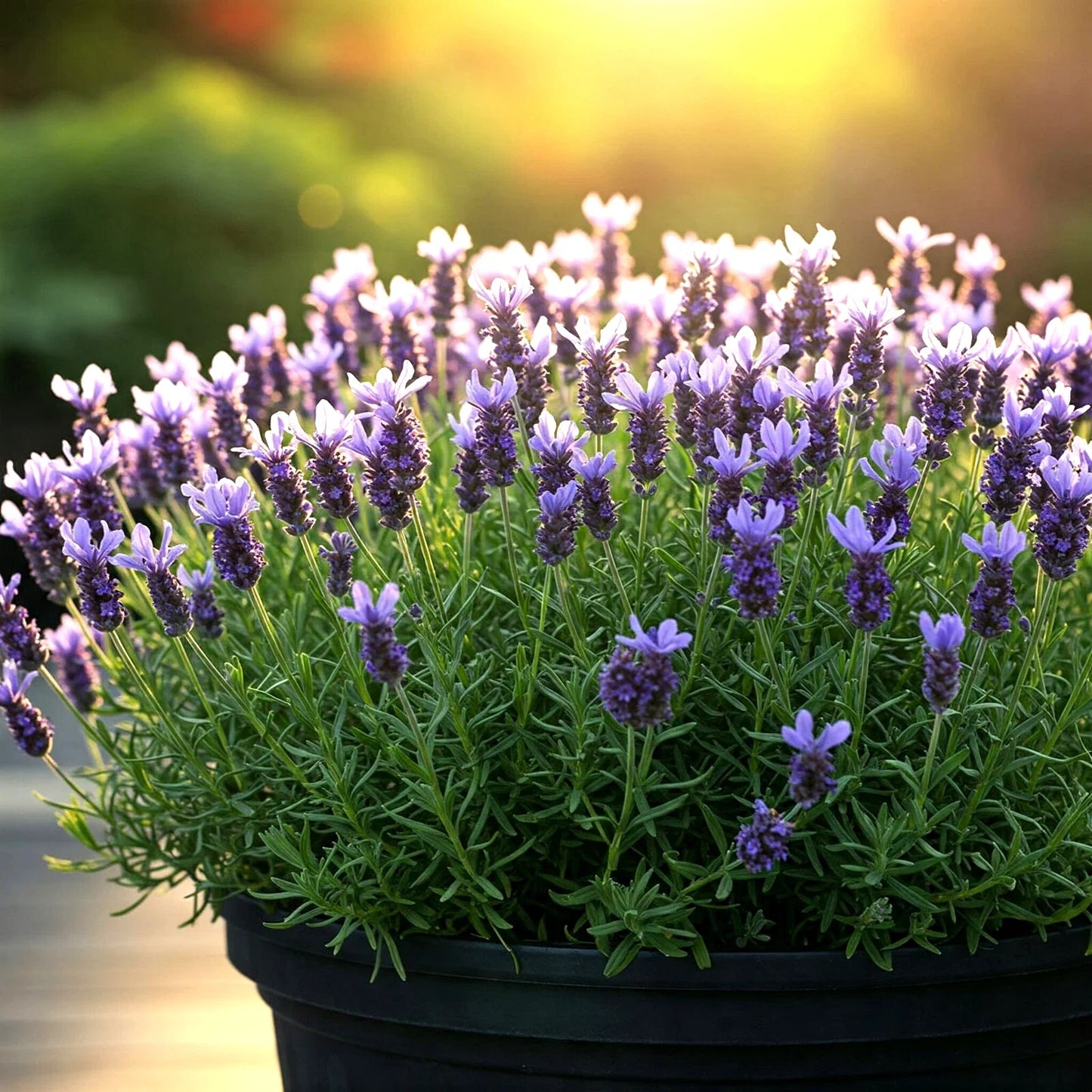 800 Lavender Seeds Non-GMO Lavandula angustifolia Perennial for Gardens and Pollinators
