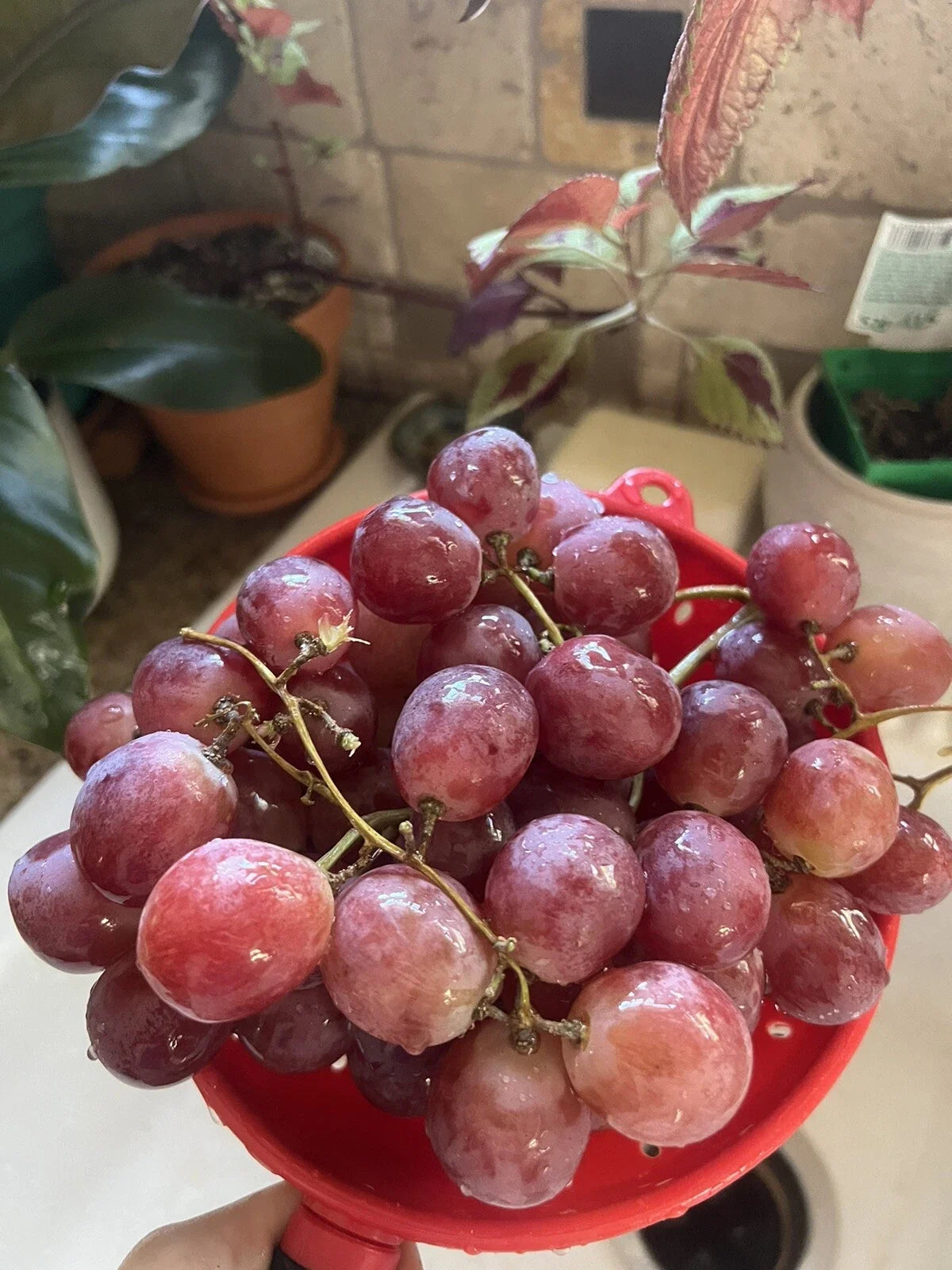 Giant Red Globe Grape Seeds – Vitis Vinifera Fruit Vine for Home Garden, Table & Dessert, 10 Seeds