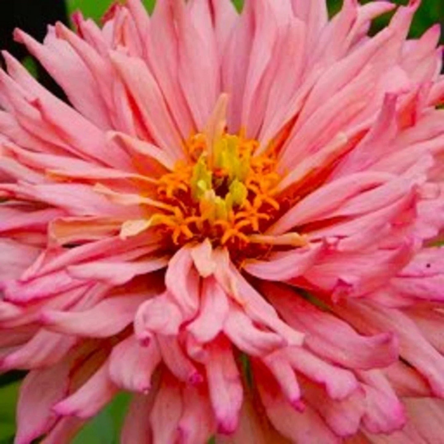 Giant Cactus Zinnia Seeds - Colorful Rose Flowers - Zinnia elegans - Over 100 Seeds Pack