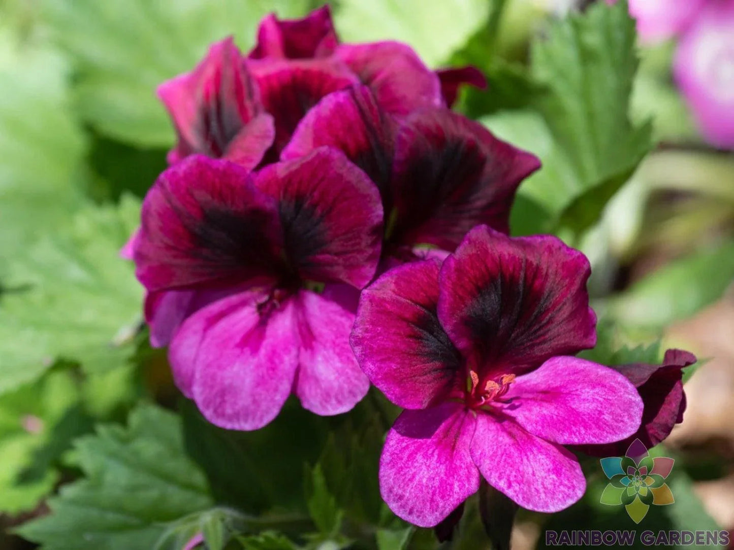 Martha Washington Regal Geranium Seeds - 25+ Pack - Pelargonium x hortorum - USA Free Shipping
