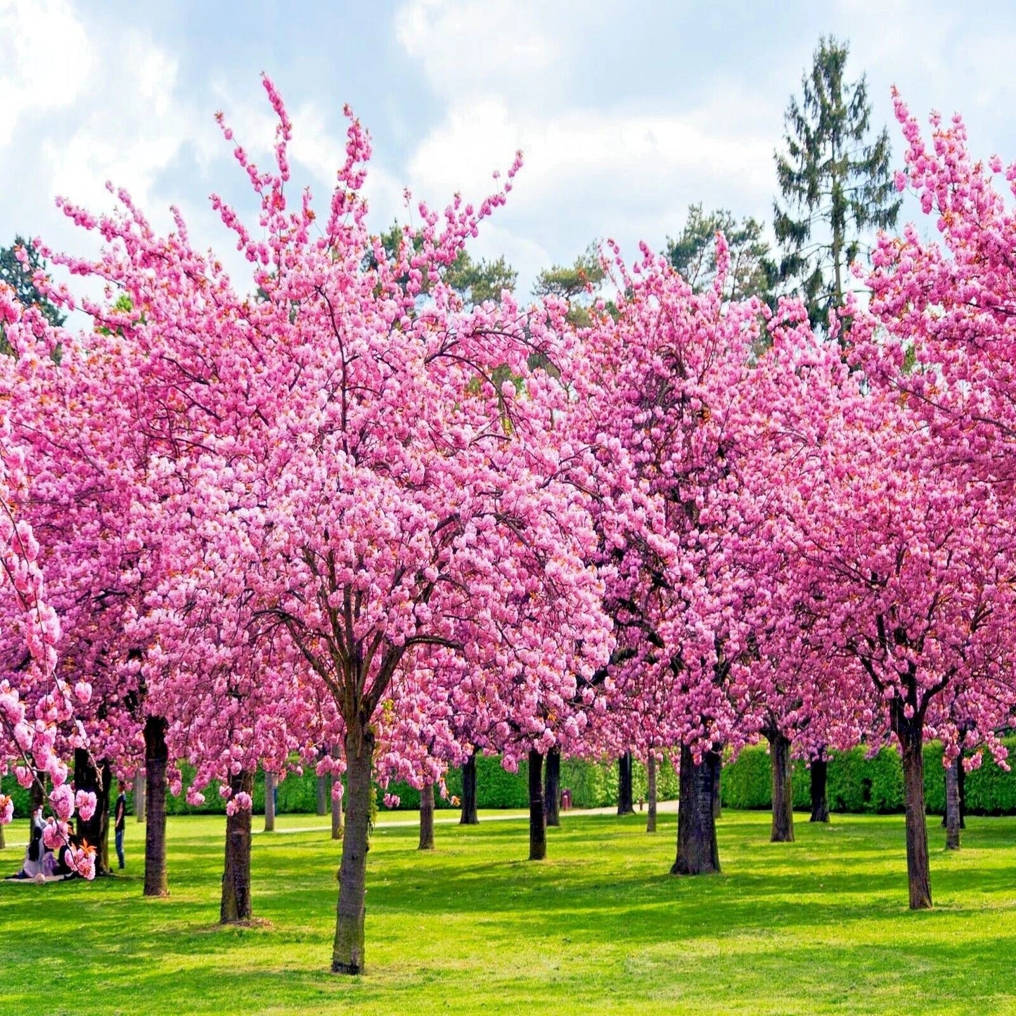 Japanese Sakura Cherry Blossom Tree Seeds - Prunus sargentii - Hardy Flowering Tree Seeds for Gardens and Landscapes