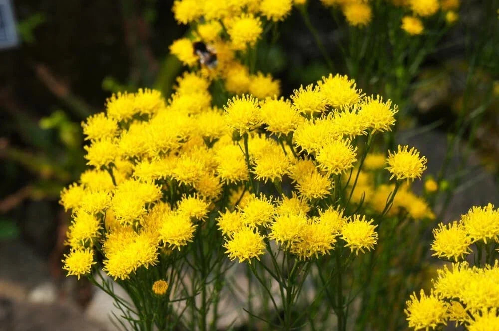 Goldilocks Aster Flower Seeds - 20 Pack - Yellow Blooms - Aster linosyris