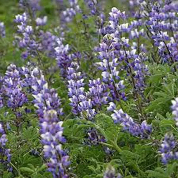 Arroyo Lupine Seeds - 500 Count - Purple Flowers - Lupinus succulentus - Drought-Tolerant Wildflower for Gardens